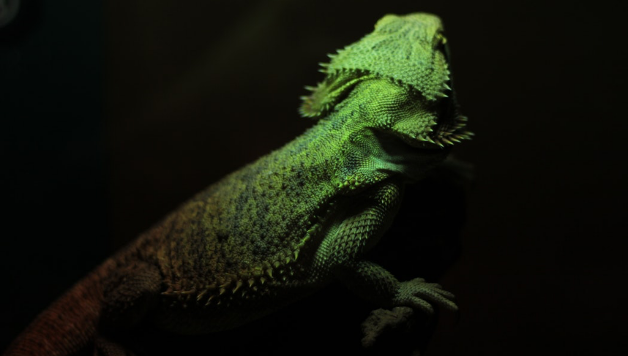 Imagen de iguana grande