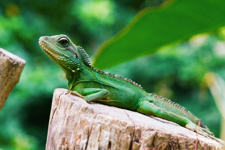 iguana en un tronco