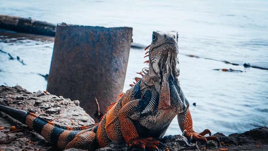 Imagen de iguana grande