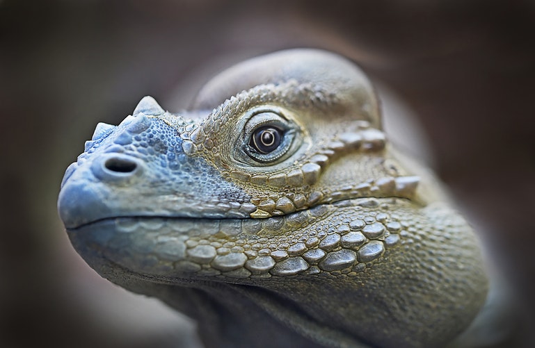 Imagen de iguana grande