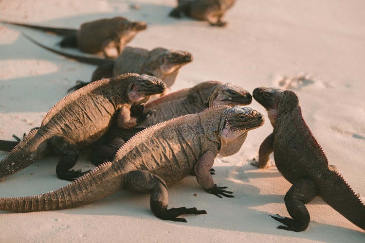 Imagen de iguana grande